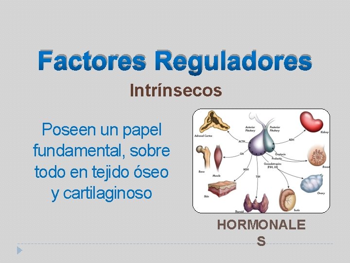 Factores Reguladores Intrínsecos Poseen un papel fundamental, sobre todo en tejido óseo y cartilaginoso