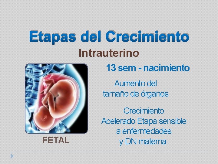 Etapas del Crecimiento Intrauterino 13 sem - nacimiento Aumento del tamaño de órganos FETAL