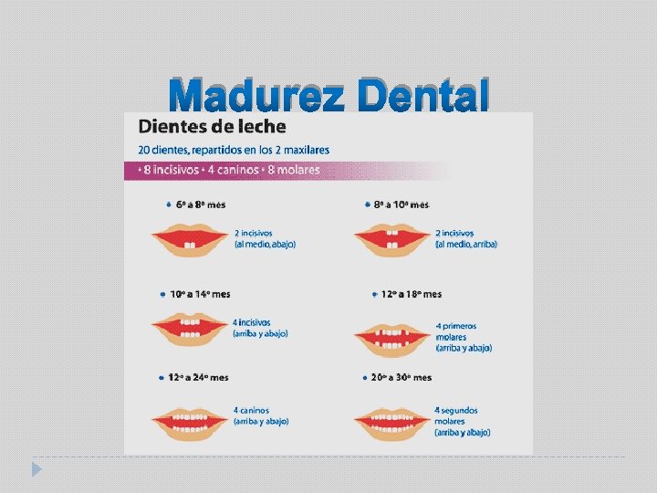 Madurez Dental 