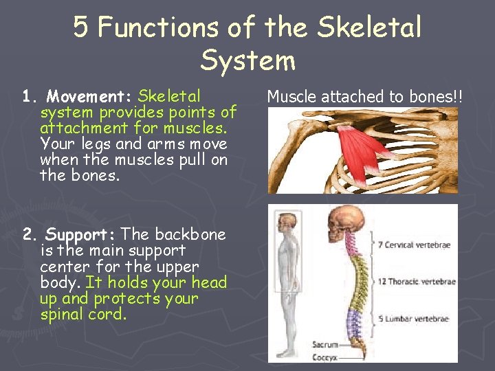 5 Functions of the Skeletal System 1. Movement: Skeletal system provides points of attachment