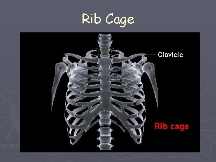 Rib Cage 