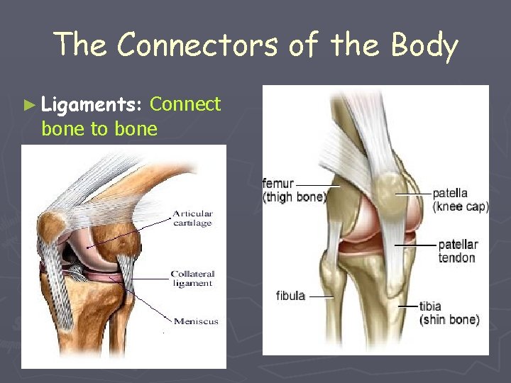 The Connectors of the Body ► Ligaments: Connect bone to bone 