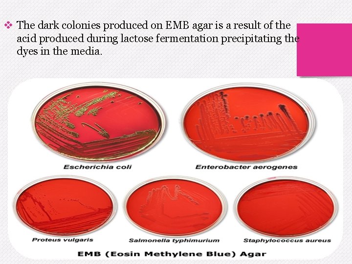 v The dark colonies produced on EMB agar is a result of the acid
