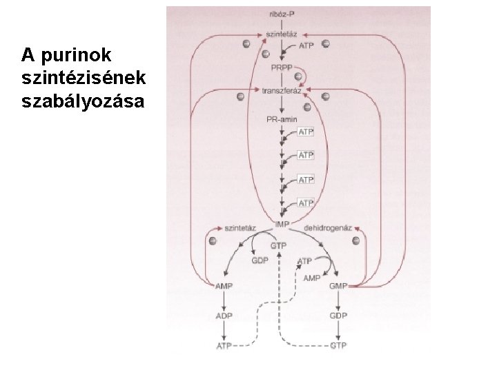 A purinok szintézisének szabályozása 