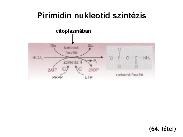 Pirimidin nukleotid szintézis citoplazmában (54. tétel) 