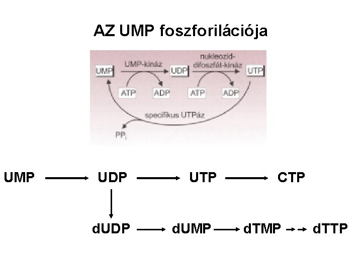 AZ UMP foszforilációja UMP UDP d. UDP UTP d. UMP CTP d. TMP d.