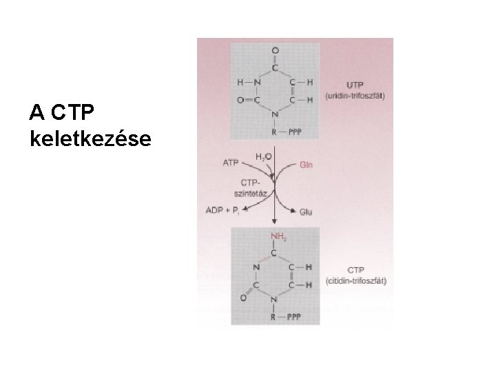 A CTP keletkezése 