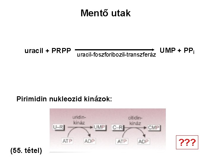 Mentő utak uracil + PRPP uracil-foszforibozil-transzferáz UMP + PPi Pirimidin nukleozid kinázok: (55. tétel)