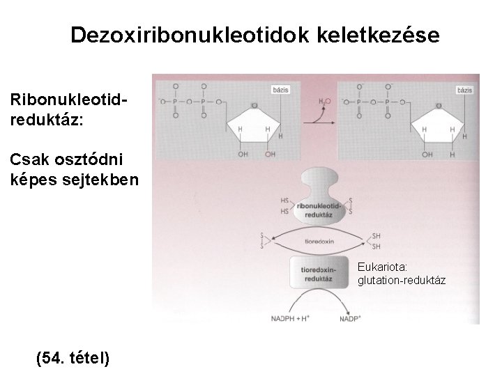 Dezoxiribonukleotidok keletkezése Ribonukleotidreduktáz: Csak osztódni képes sejtekben Eukariota: glutation-reduktáz (54. tétel) 