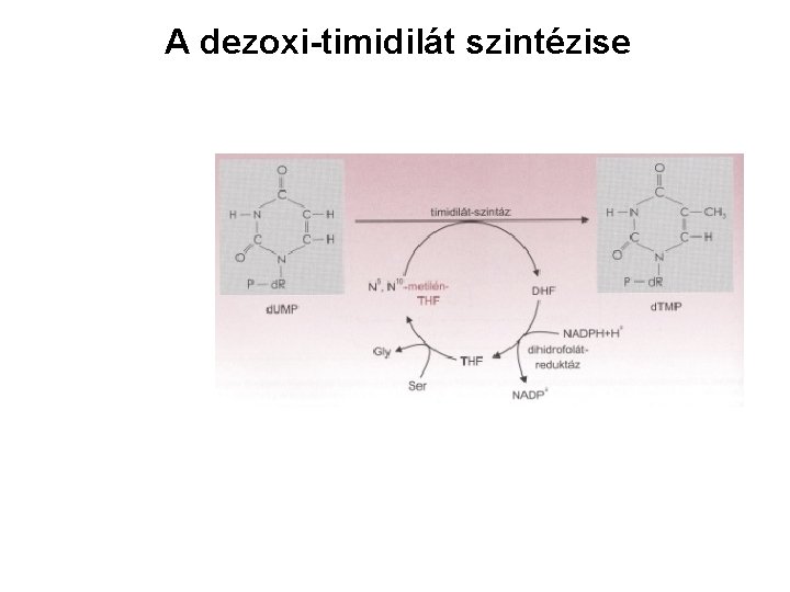 A dezoxi-timidilát szintézise 