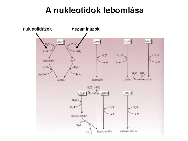 A nukleotidok lebomlása nukleotidázok dezaminázok 