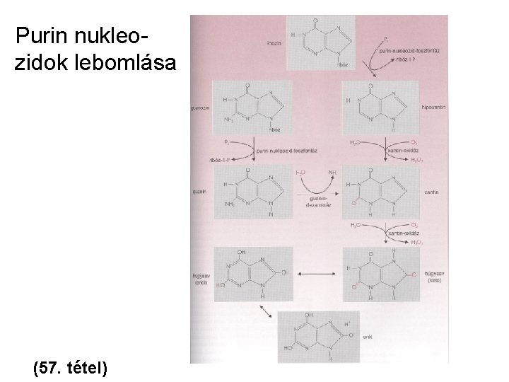 Purin nukleozidok lebomlása (57. tétel) 