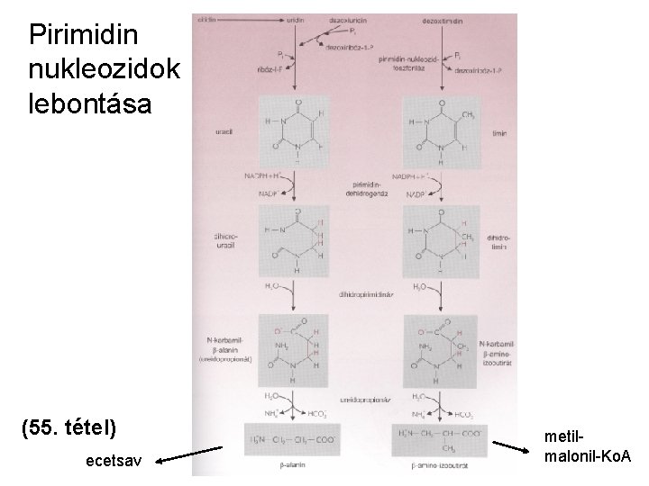 Pirimidin nukleozidok lebontása (55. tétel) ecetsav metilmalonil-Ko. A 