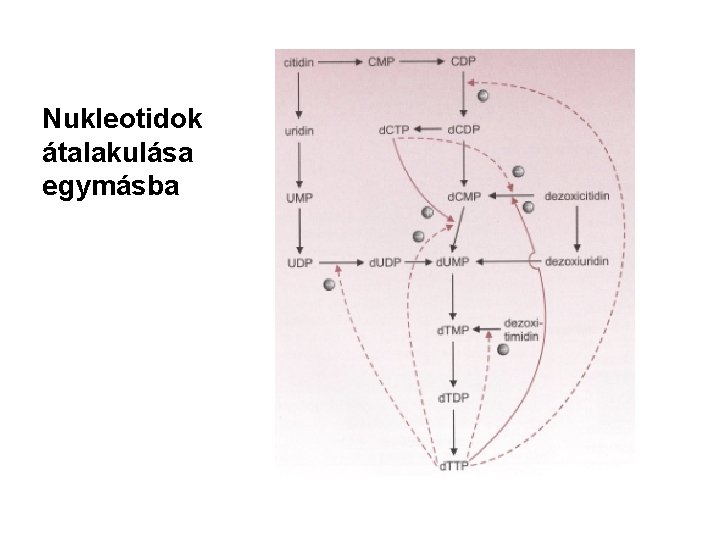 Nukleotidok átalakulása egymásba 