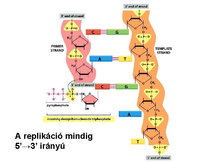 A replikáció mindig 5’→ 3’ irányú 