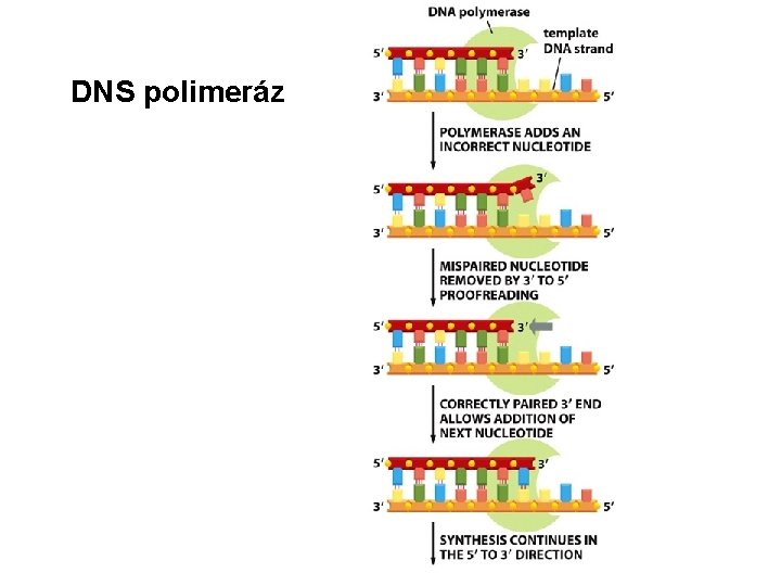 DNS polimeráz 