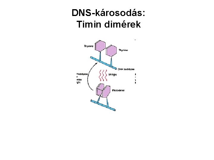 DNS-károsodás: Timin dimérek 