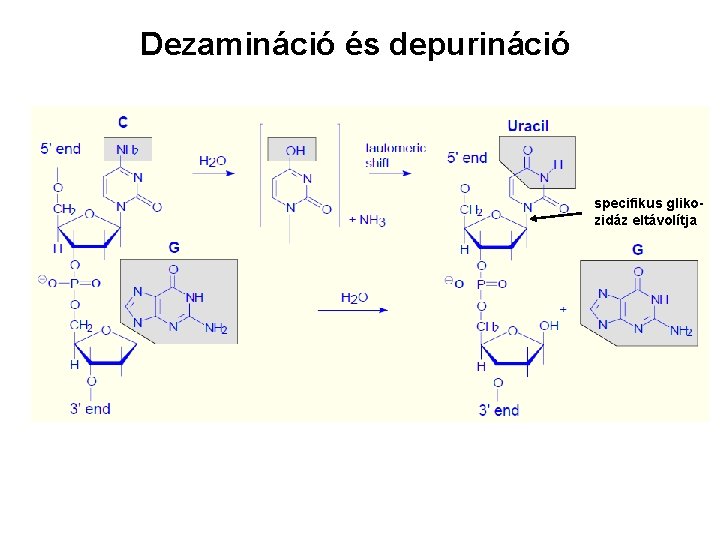 Dezamináció és depurináció specifikus glikozidáz eltávolítja 