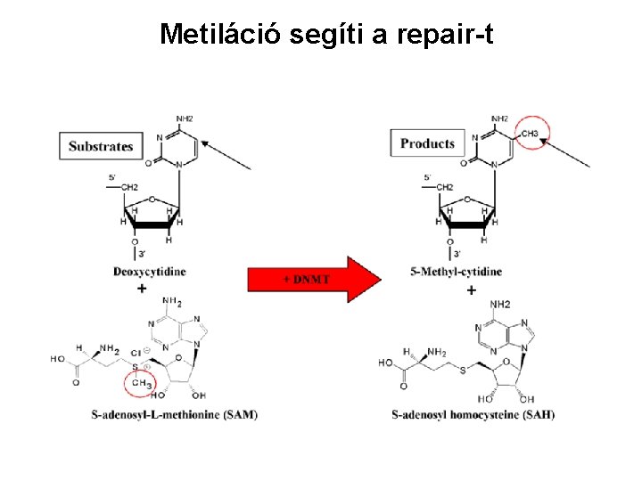 Metiláció segíti a repair-t 