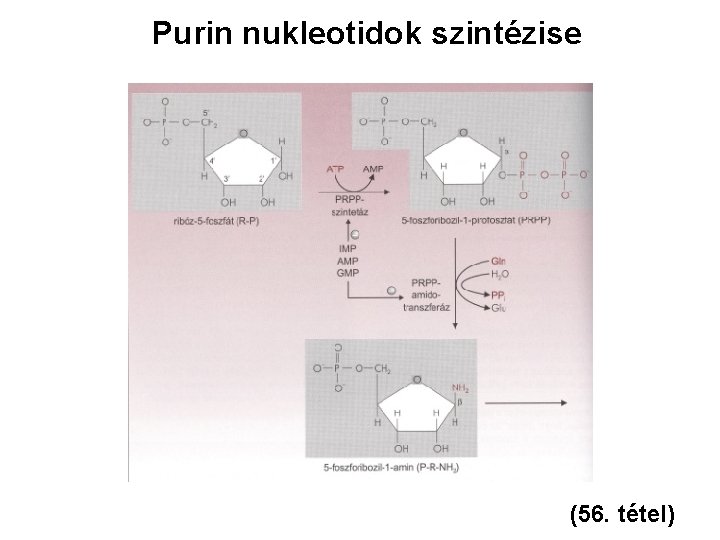 Purin nukleotidok szintézise (56. tétel) 