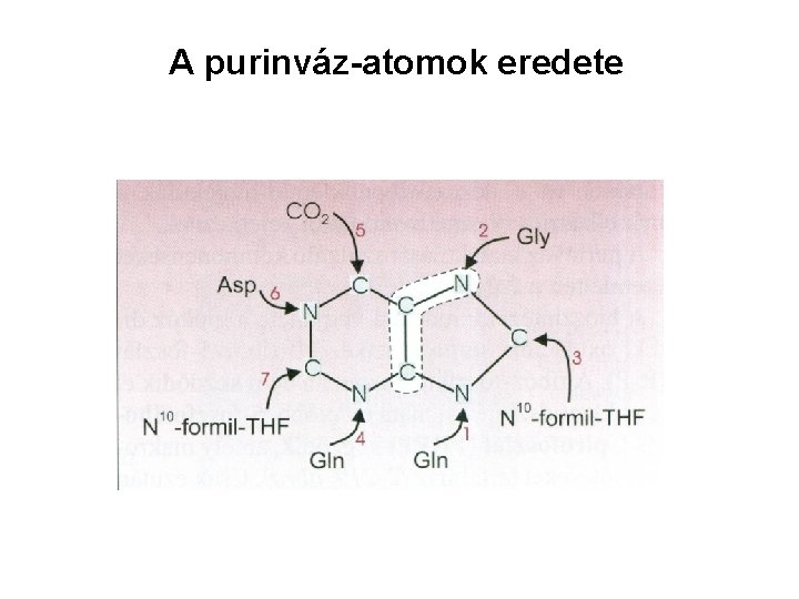 A purinváz-atomok eredete 