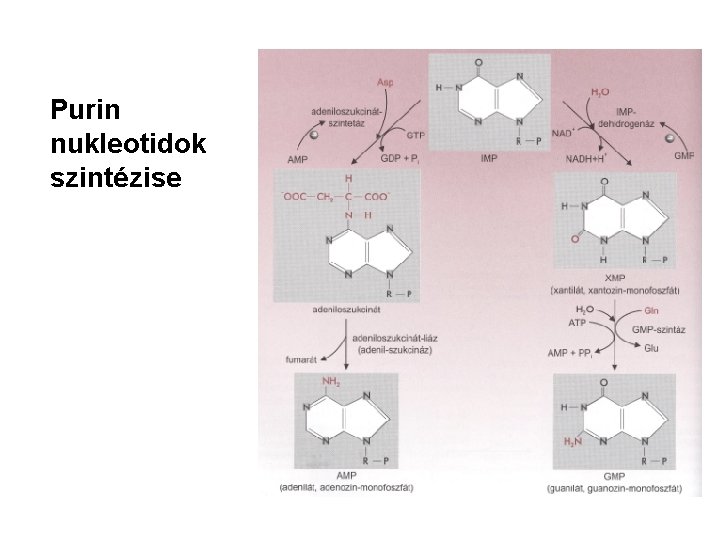 Purin nukleotidok szintézise 