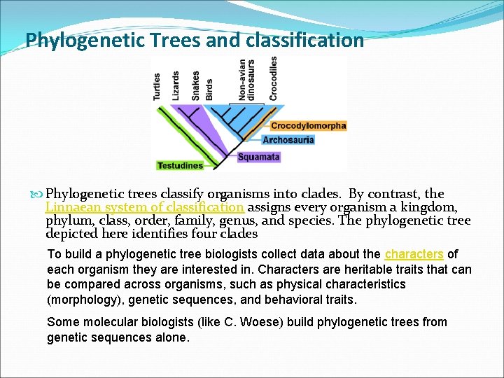 Phylogenetic Trees and classification Phylogenetic trees classify organisms into clades. By contrast, the Linnaean