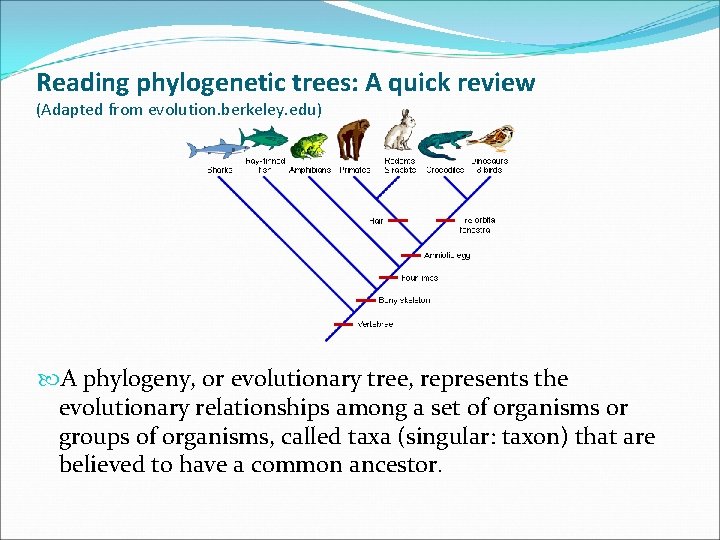 Reading phylogenetic trees: A quick review (Adapted from evolution. berkeley. edu) A phylogeny, or