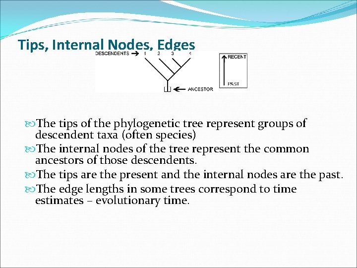 Tips, Internal Nodes, Edges The tips of the phylogenetic tree represent groups of descendent