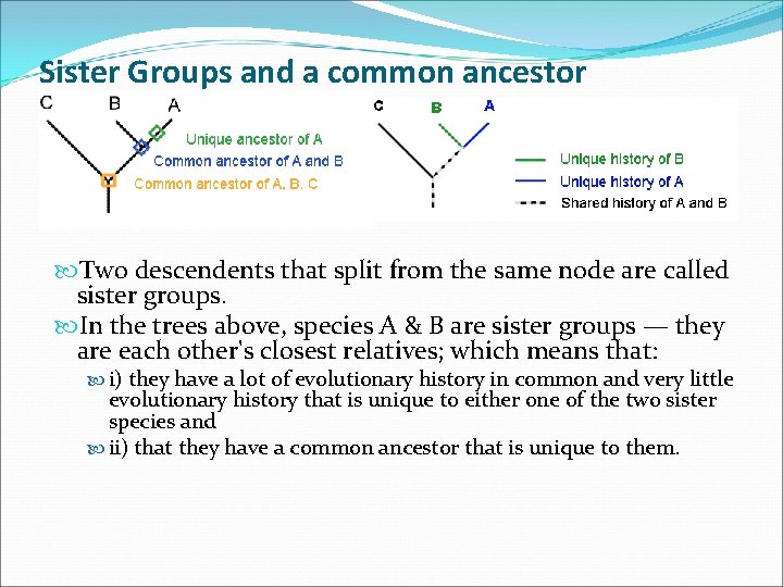 Sister Groups and a common ancestor Two descendents that split from the same node