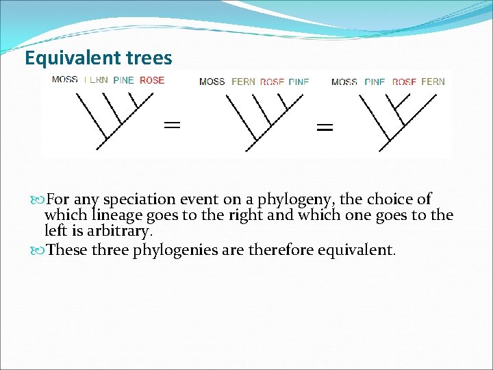 Equivalent trees For any speciation event on a phylogeny, the choice of which lineage