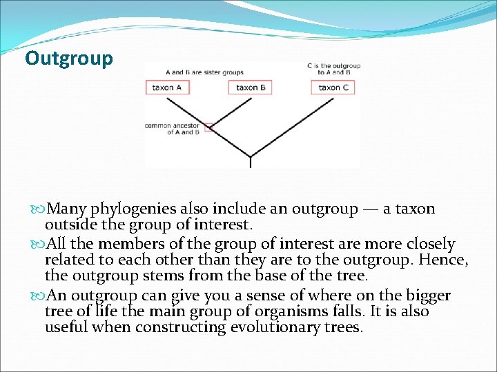 Outgroup Many phylogenies also include an outgroup — a taxon outside the group of