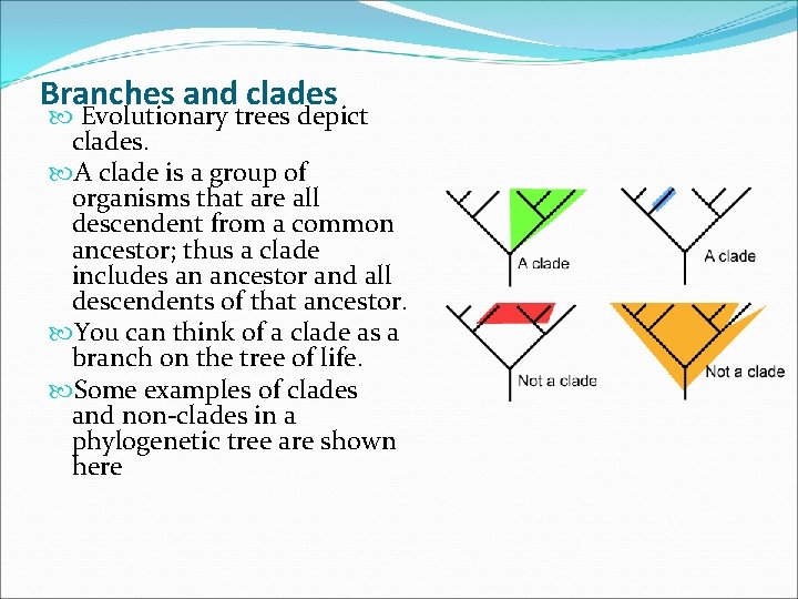 Branches and clades Evolutionary trees depict clades. A clade is a group of organisms