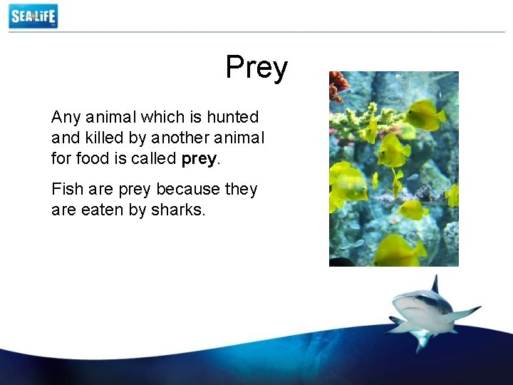 Prey Any animal which is hunted and killed by another animal for food is