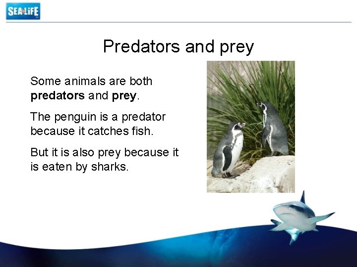 Predators and prey Some animals are both predators and prey. The penguin is a