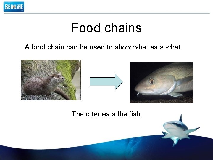 Food chains A food chain can be used to show what eats what. The