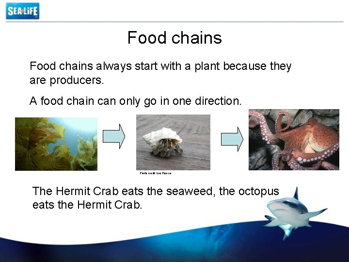 Food chains always start with a plant because they are producers. A food chain