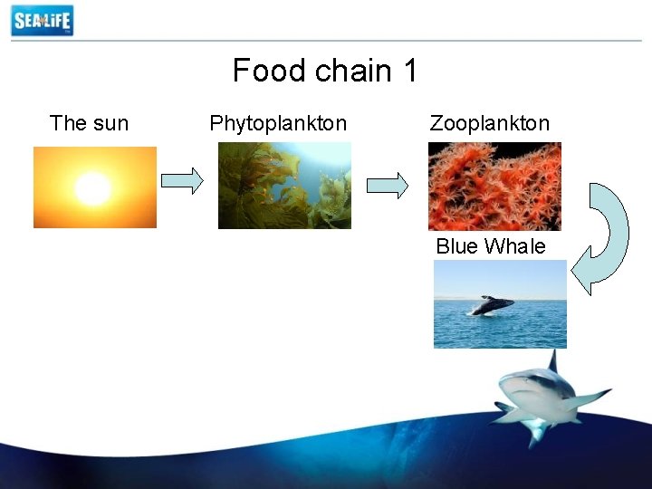 Food chain 1 The sun Phytoplankton Zooplankton Blue Whale 
