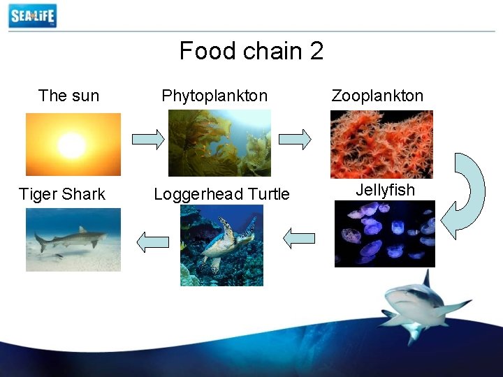 Food chain 2 The sun Tiger Shark Phytoplankton Loggerhead Turtle Zooplankton Jellyfish 