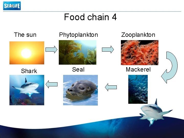Food chain 4 The sun Shark Phytoplankton Zooplankton Seal Mackerel 