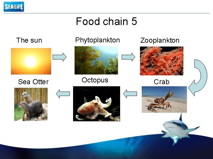 Food chain 5 The sun Sea Otter Phytoplankton Octopus Zooplankton Crab 
