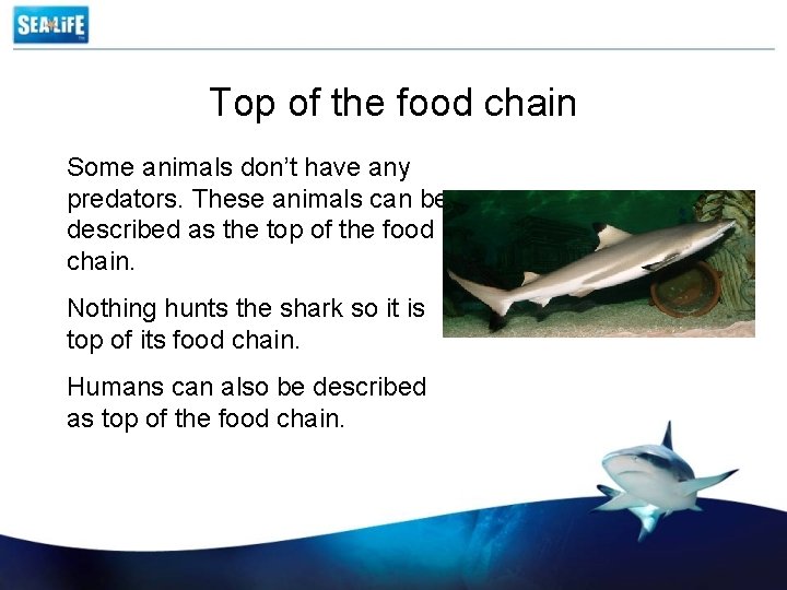 Top of the food chain Some animals don’t have any predators. These animals can