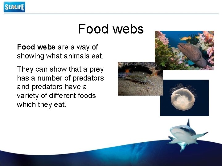 Food webs are a way of showing what animals eat. They can show that
