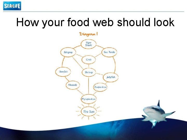 How your food web should look 