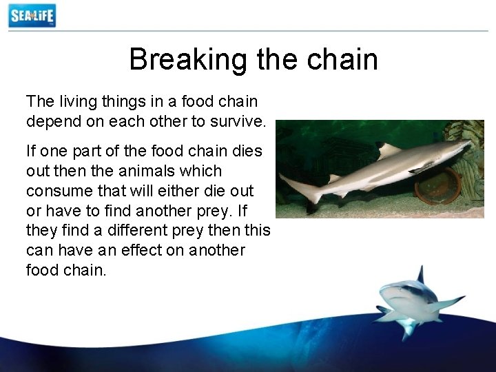 Breaking the chain The living things in a food chain depend on each other