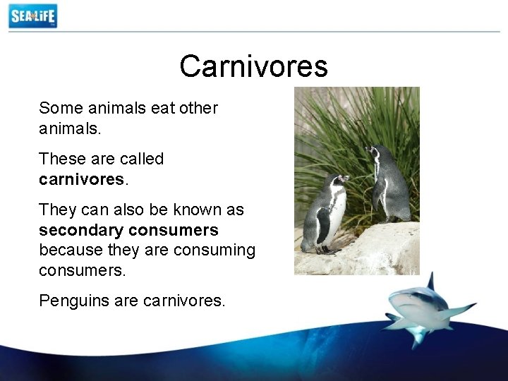 Carnivores Some animals eat other animals. These are called carnivores. They can also be