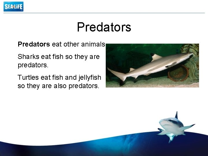 Predators eat other animals. Sharks eat fish so they are predators. Turtles eat fish