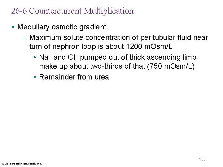 26 -6 Countercurrent Multiplication § Medullary osmotic gradient – Maximum solute concentration of peritubular