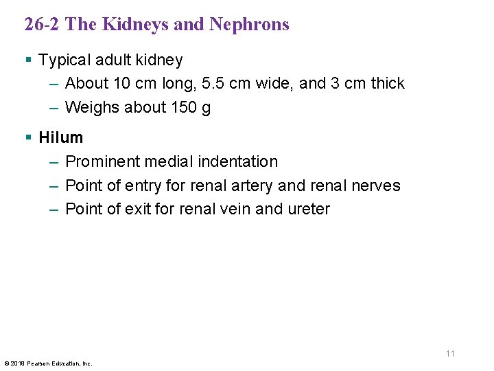 26 -2 The Kidneys and Nephrons § Typical adult kidney – About 10 cm