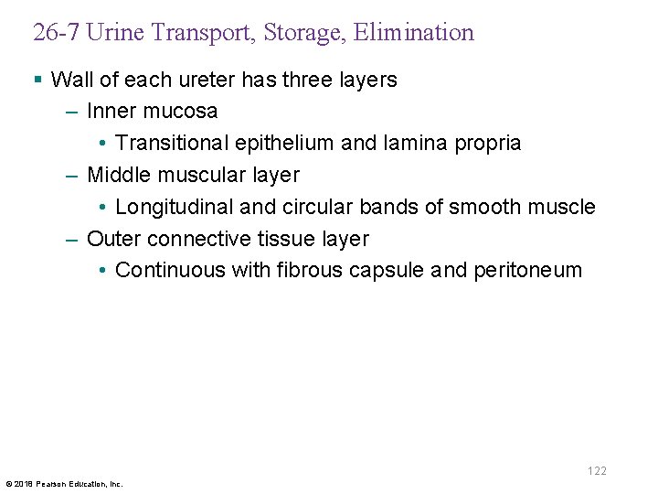 26 -7 Urine Transport, Storage, Elimination § Wall of each ureter has three layers